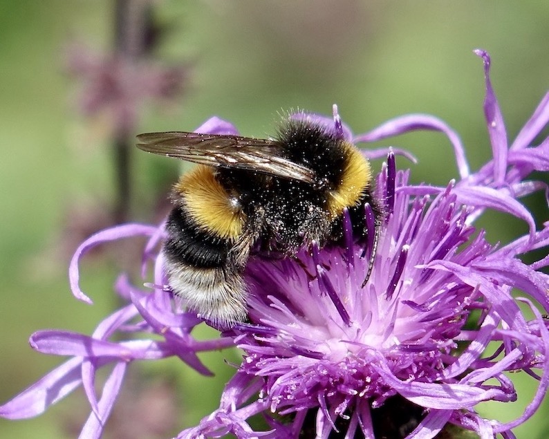 bumblebee